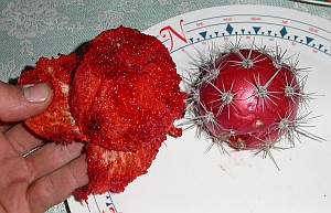 Kaktusfrucht
