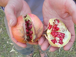 Granatapfel